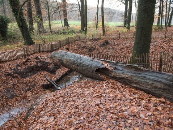 Een verweerde boom in Park Zypendaal