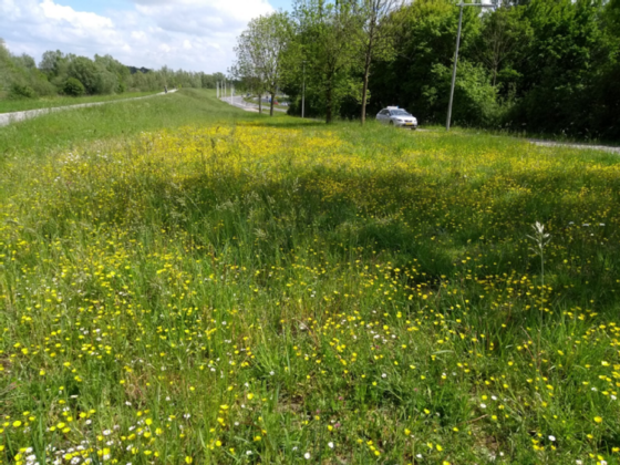 Berm met hoog gras