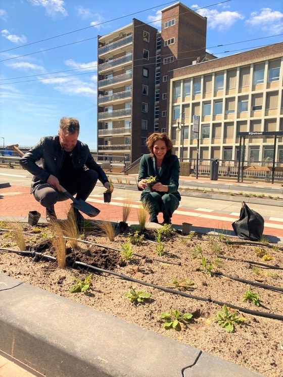 Wethouder Kundić plant groen bij de nieuwe bushalte.