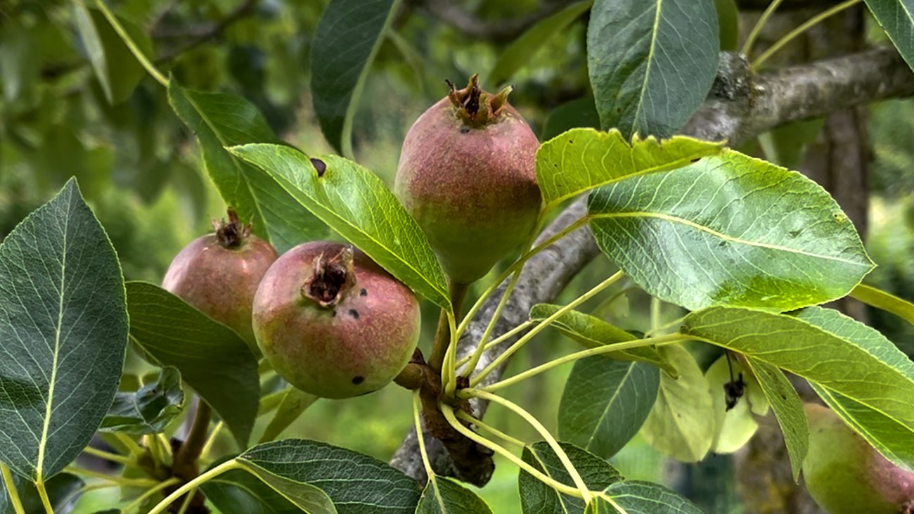 Peren hangen in een perenboom in Arnhem.